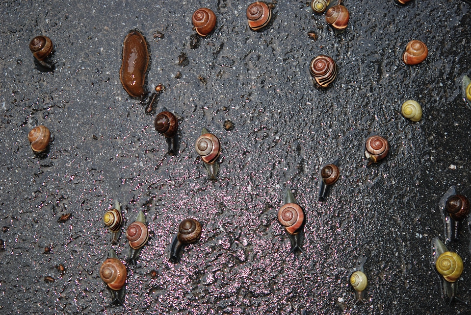 Organism amphibian moving