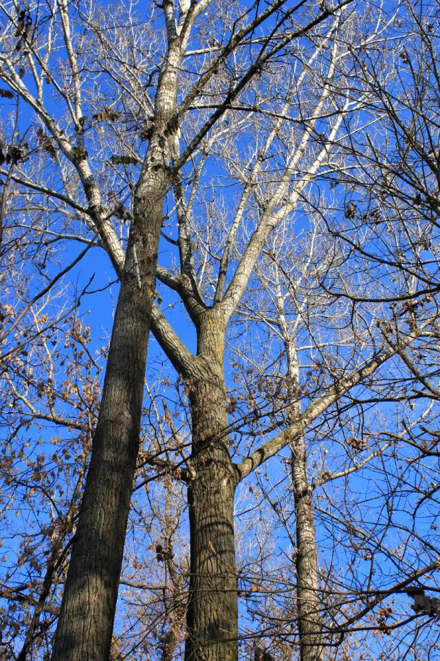 Forest leaves season