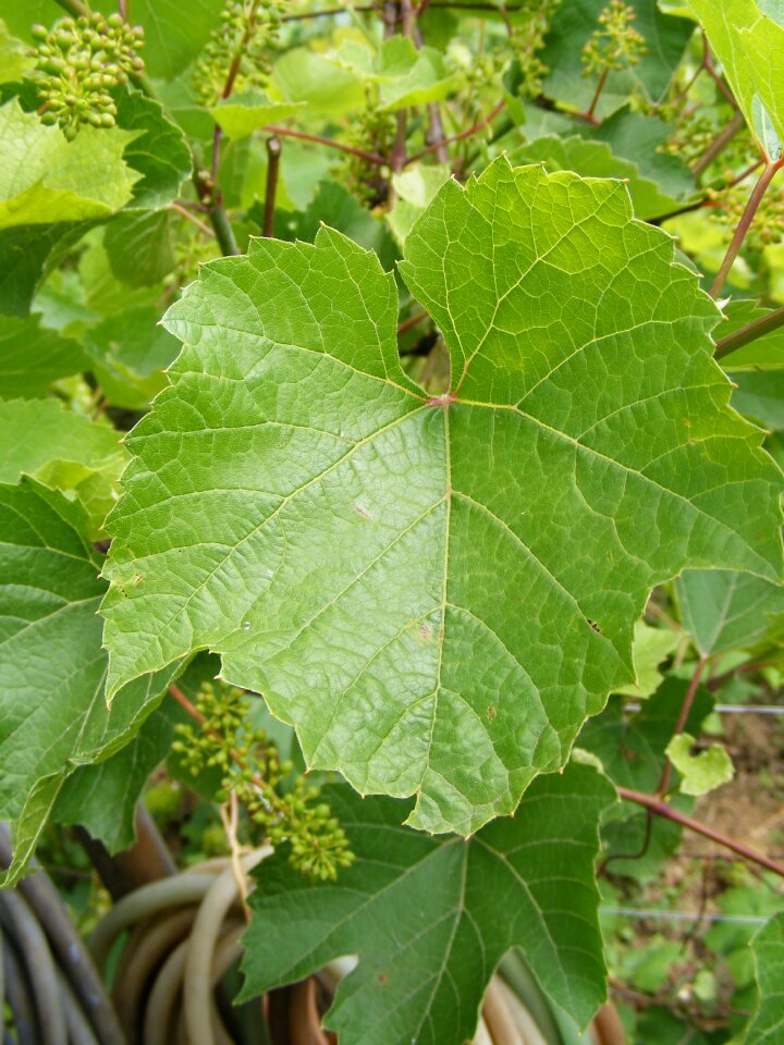 Natural vinifera vitis