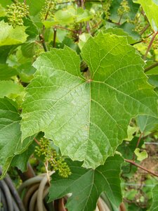 Natural vinifera vitis