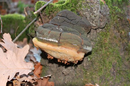 Hoof polypore stump photo