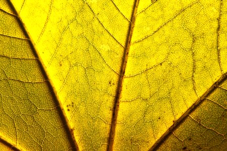 Maple norway platanoides photo