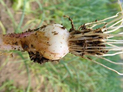 Green sativum young