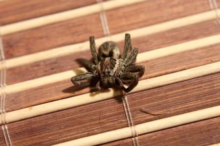 Spider venom insects