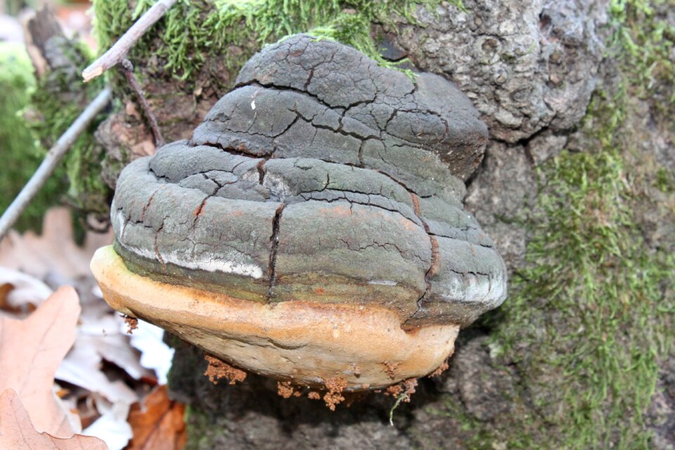 Hoof polypore stump