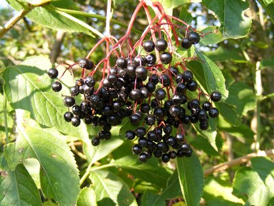 Elder elderberry green