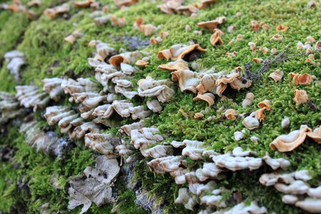 Moss stump tree