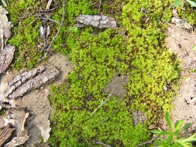 Evergreen moss northern