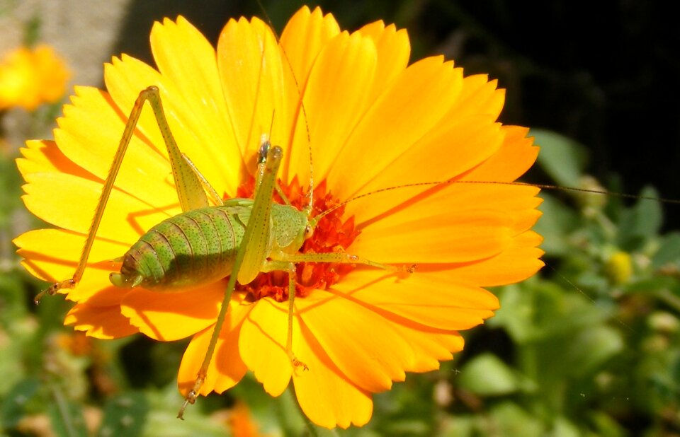 Grasshopper orthopteraa yellow