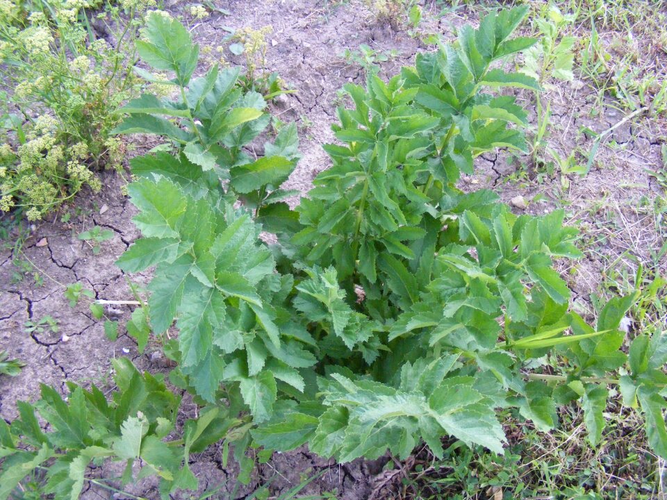 Leaves levisticum lovage