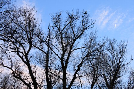 Flock moon sky