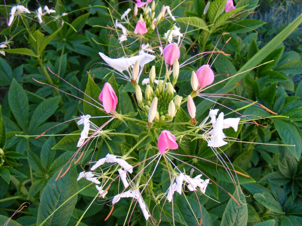 Herbs officinalis pink