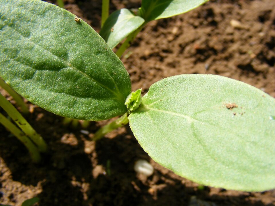 Green ground leaf