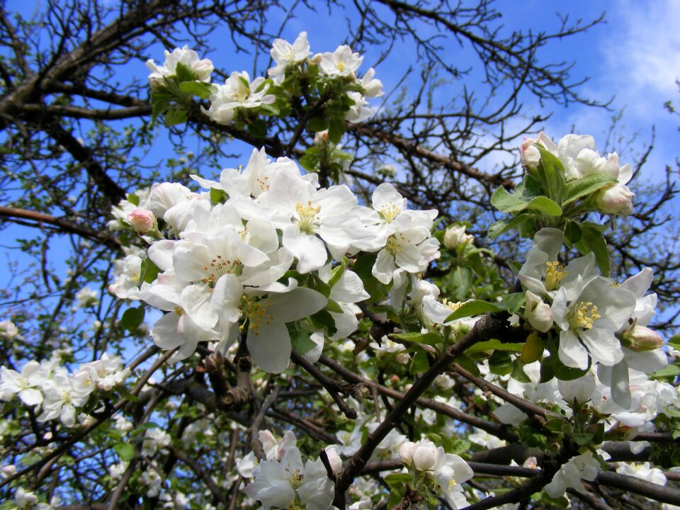 Blossoms flowers garden photo