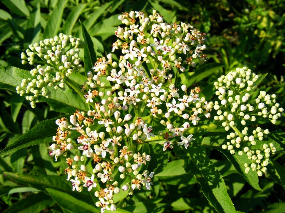 Flowers herbaceous sambucus