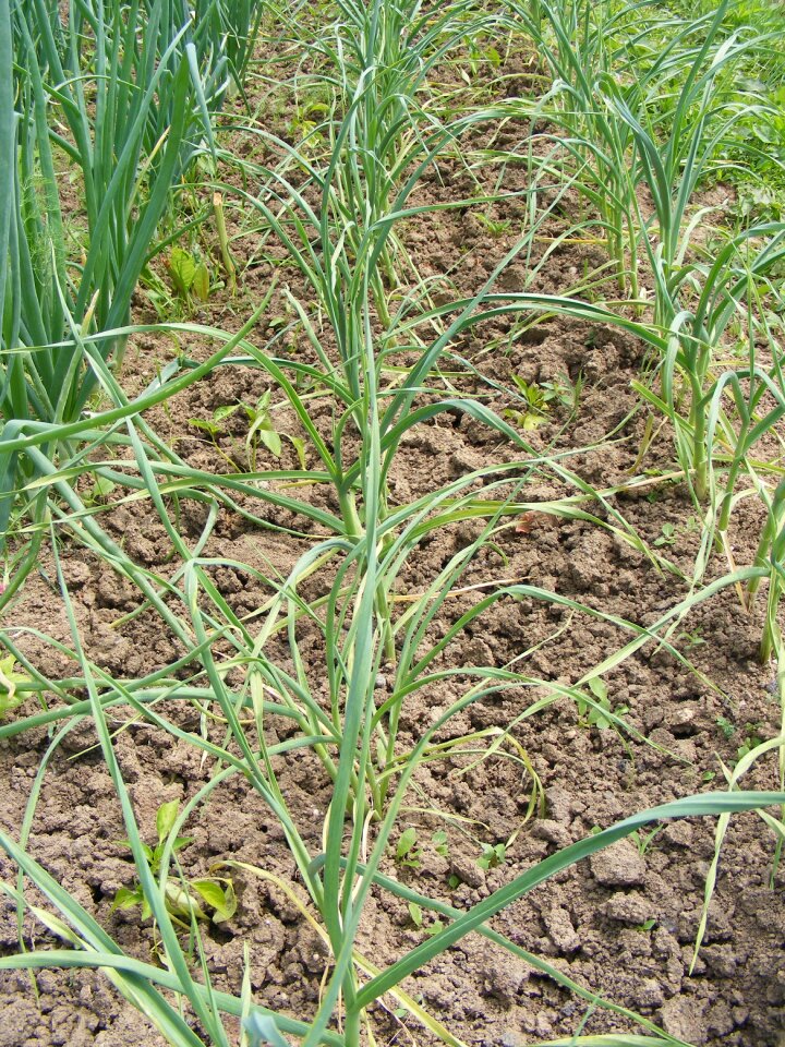 Garden garlic green