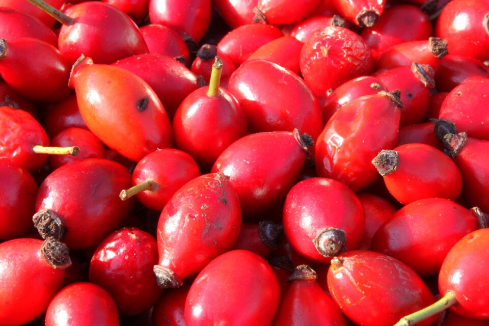 Flavonoids hips rose
