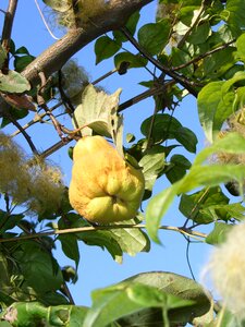 Sweet yellow fruit