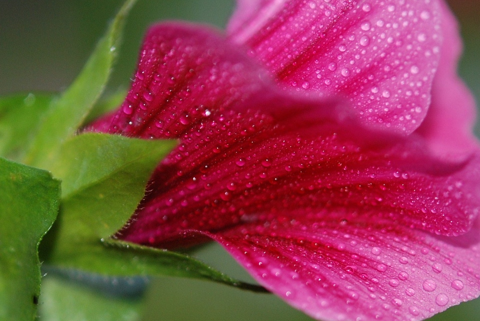Drops plant nature lilac leaf