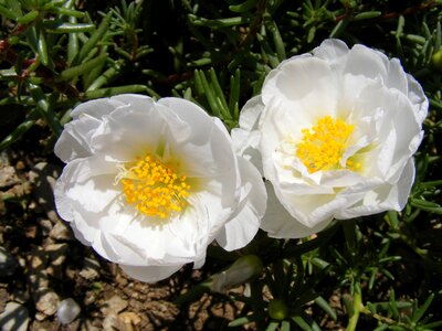 Moss portulaca purslane photo