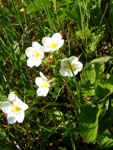 Strawberries white wild