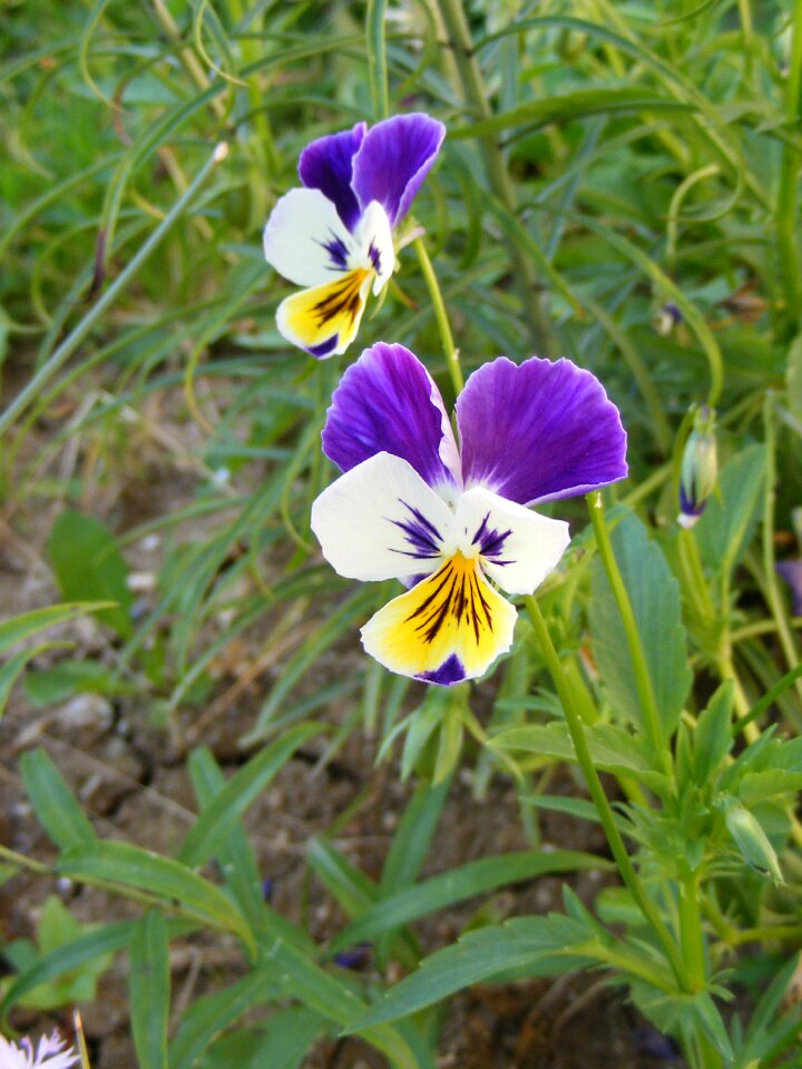 Multicolor pansy violets