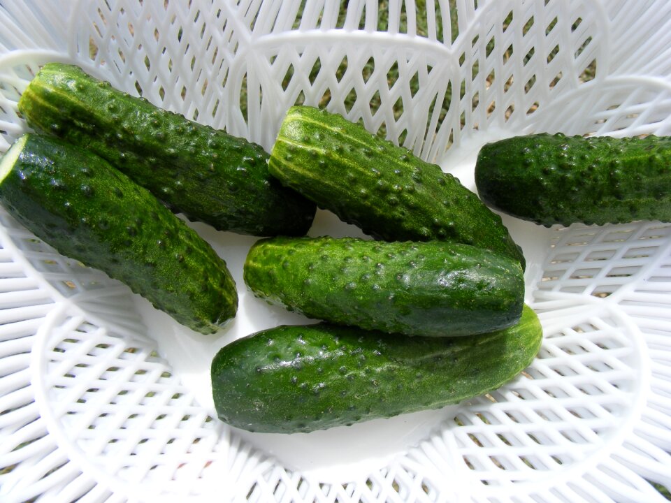 Fruit green sativus
