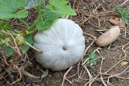 Jarrahdale maxima melon