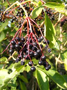 Elder elderberry green