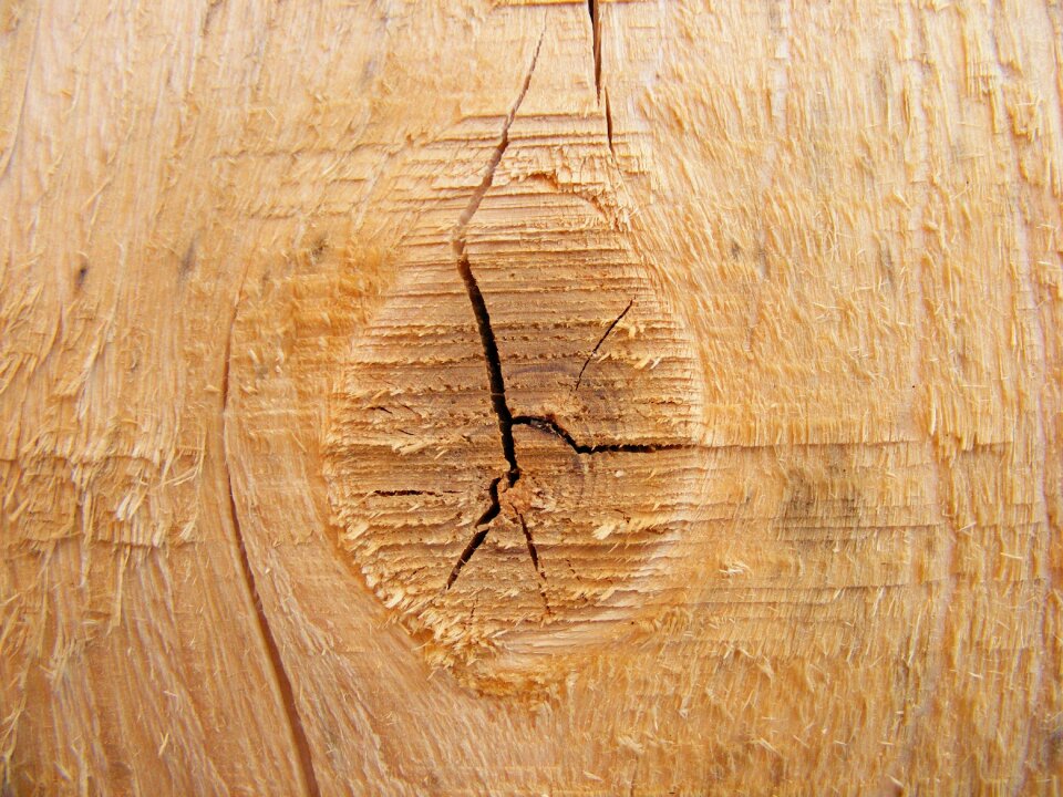 Tree wood background-texture