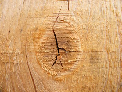 Tree wood background-texture