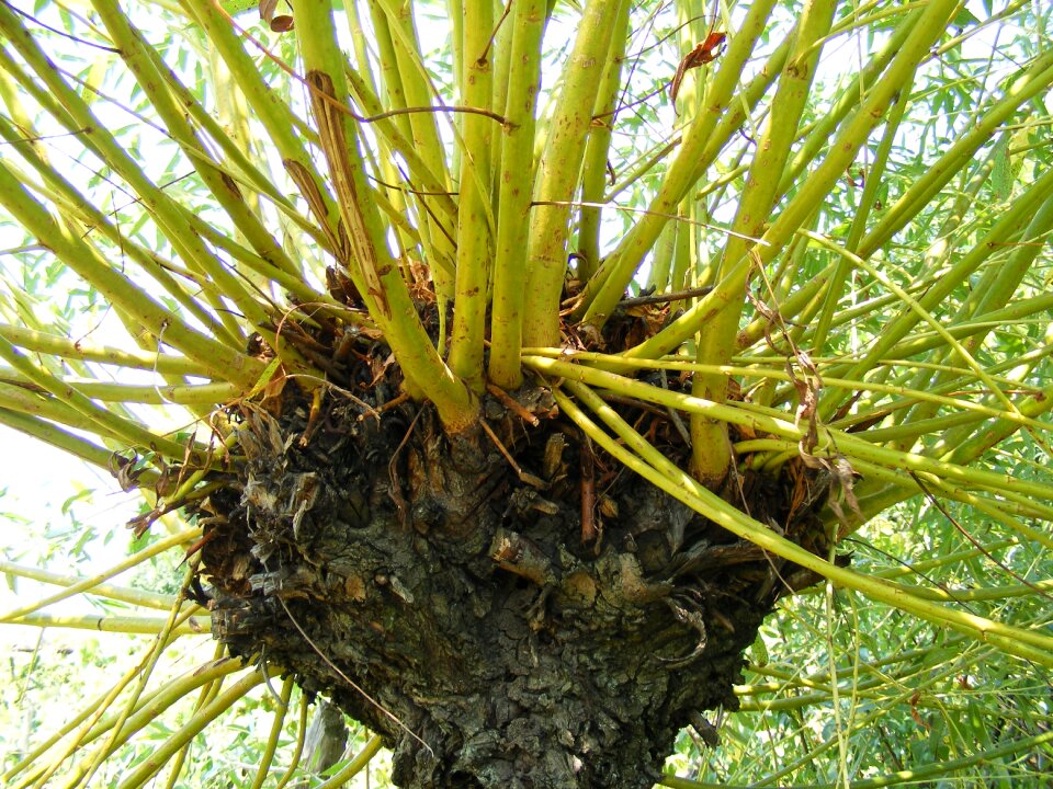 Weeping willow yellow