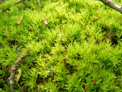 Evergreen moss northern
