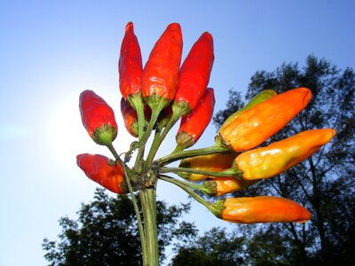 Red sunlight food photo