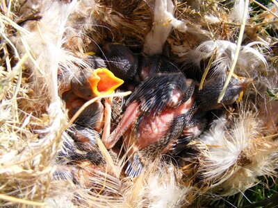 Little nest birds photo