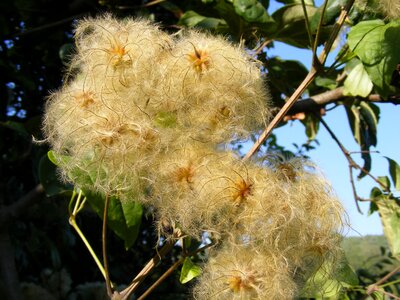 Flowers joy leave