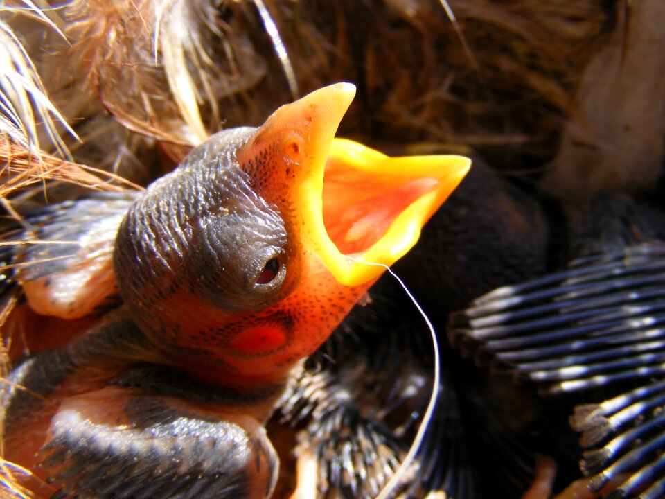 Little nest birds photo