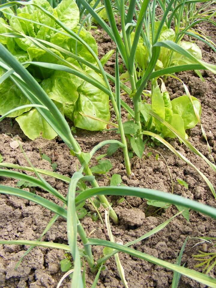 Garden garlic green