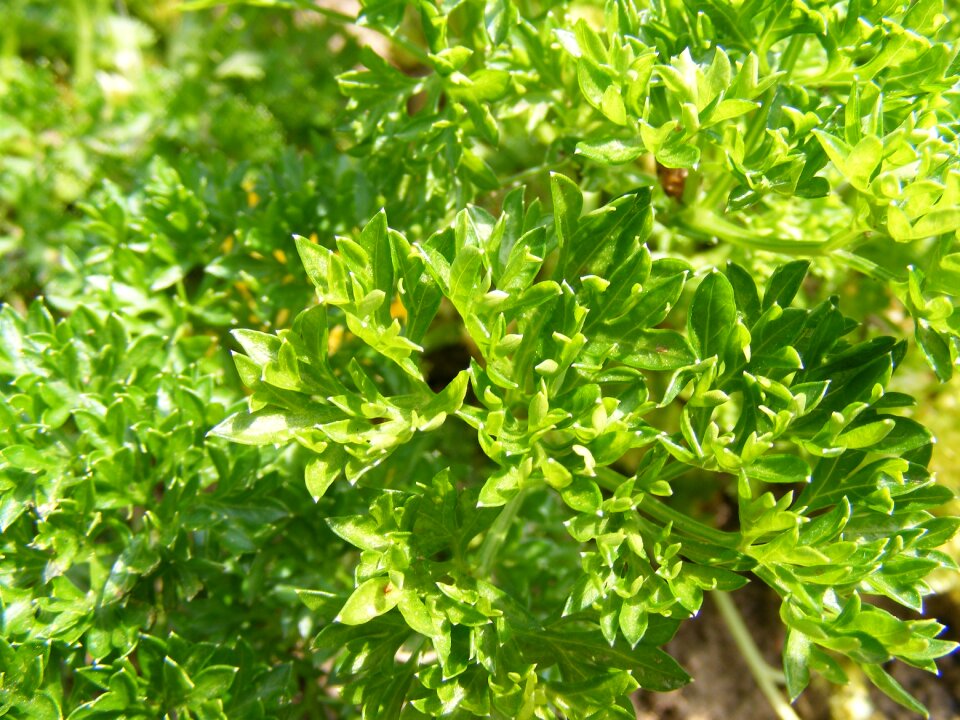 Herb parsley petroselinum