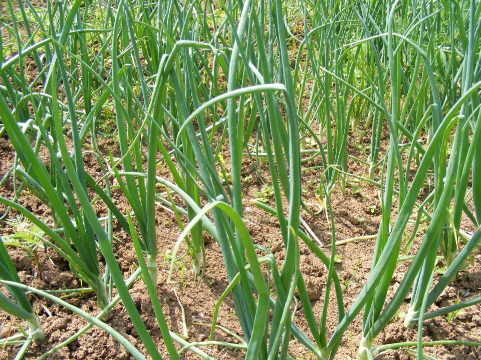Cooked field garden