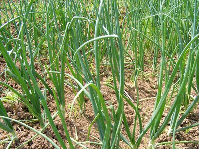 Cooked field garden
