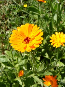 Flowers herb marigold photo