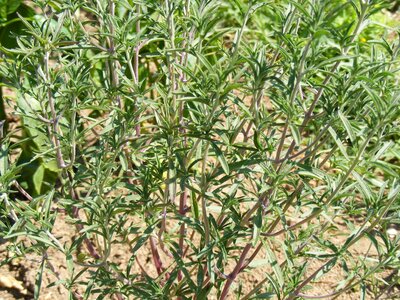 Thyme thymol plants