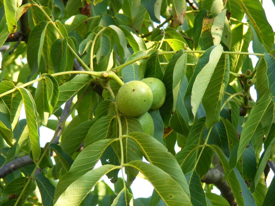 Tree unripe walnuts