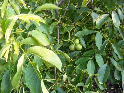 Tree unripe walnuts photo