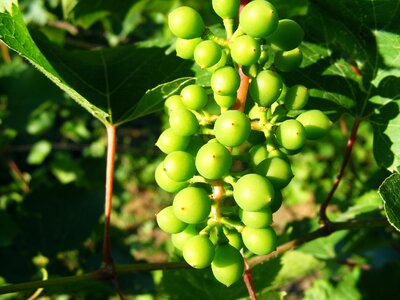 Raw sour vineyard