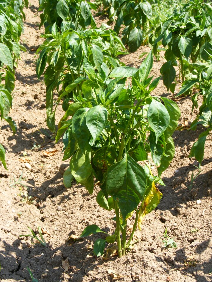 Pepper plant vegetables