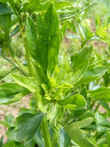 Lovage officinale food