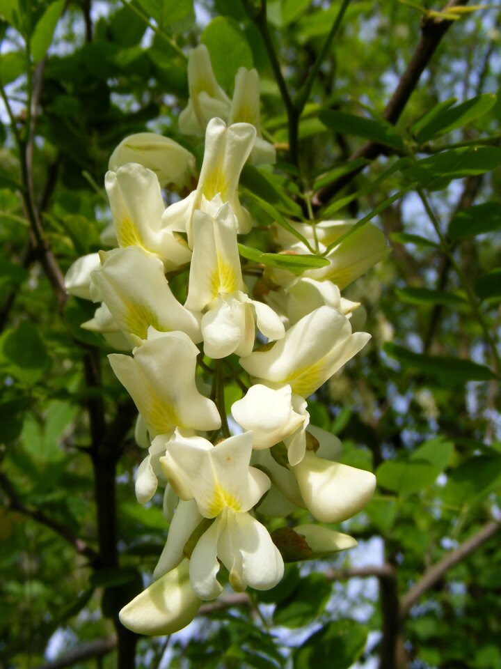 Faboideae flowers locust