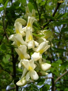 Faboideae flowers locust